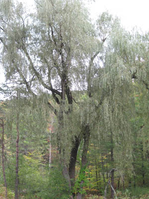 willowtree
