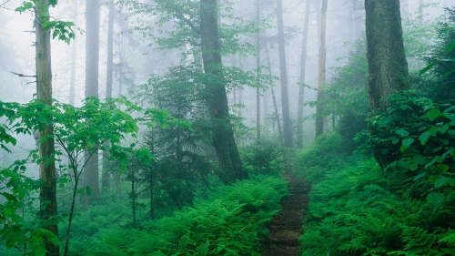 forestmisttrail1