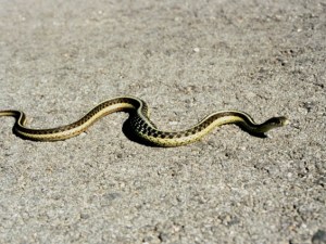 Garter Snake