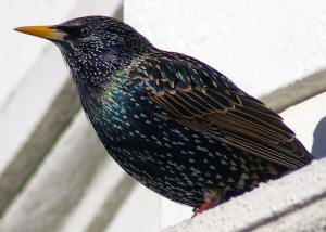 starling