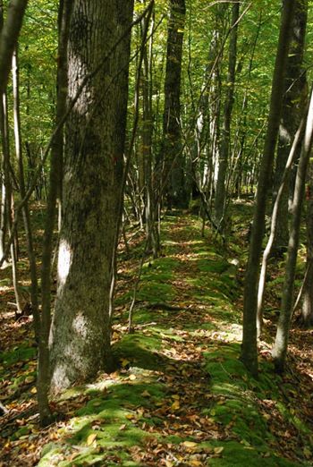 Camp Netimus path -- photo courtesy of Carolyn Batz