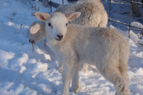 snow-lamb