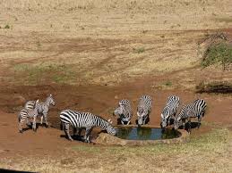 waterhole