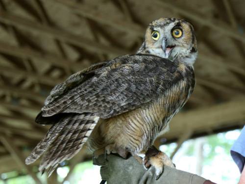 Great Horned Owl. Photo courtesy John Beckett.