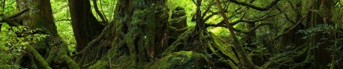 cropped-yakushima_forest_1024x7683
