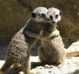 meerkats
