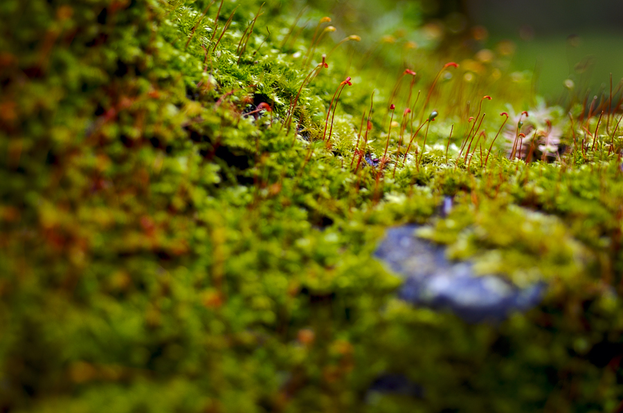 mosses