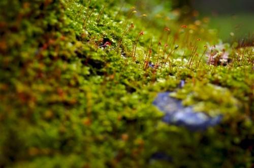 mosses