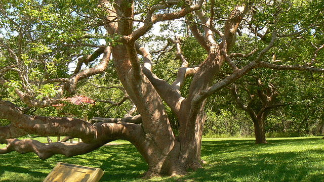 desoto-nat-mon-tree