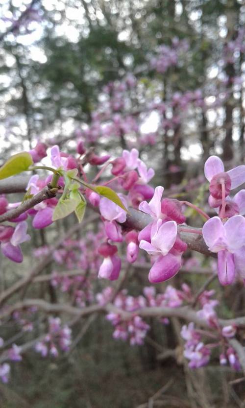 flowers -- fae hanks