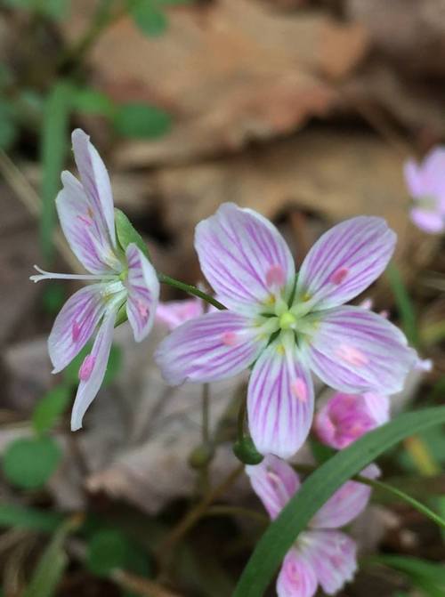 srinivas ananda pic1