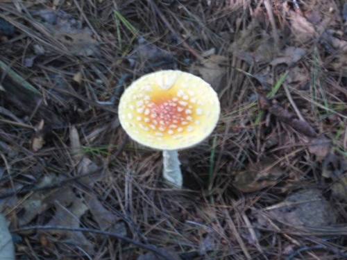 mushroom2