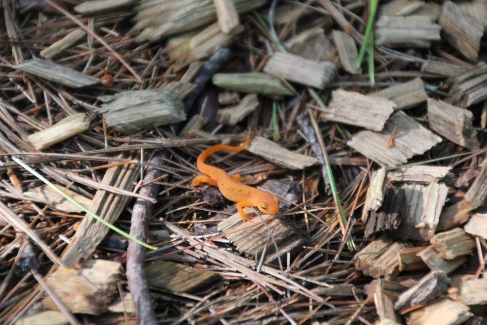 salamander--annaoakflower