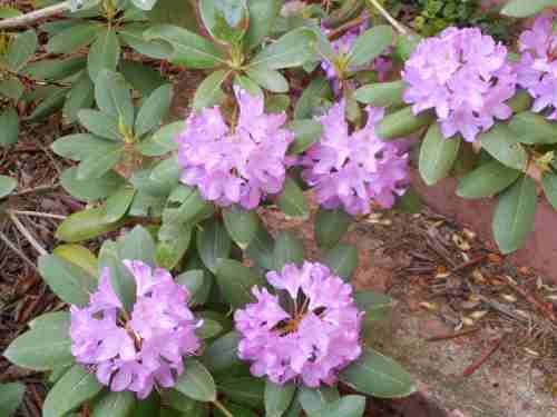 rhododendron