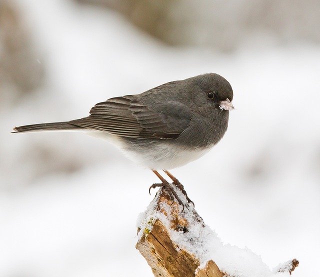 dark-eyed-junco-938546_640