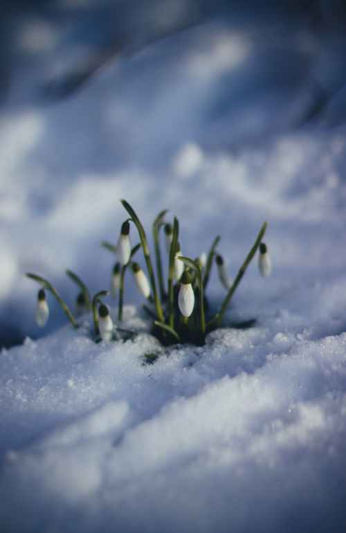 snowdrops