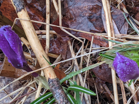 crocuses