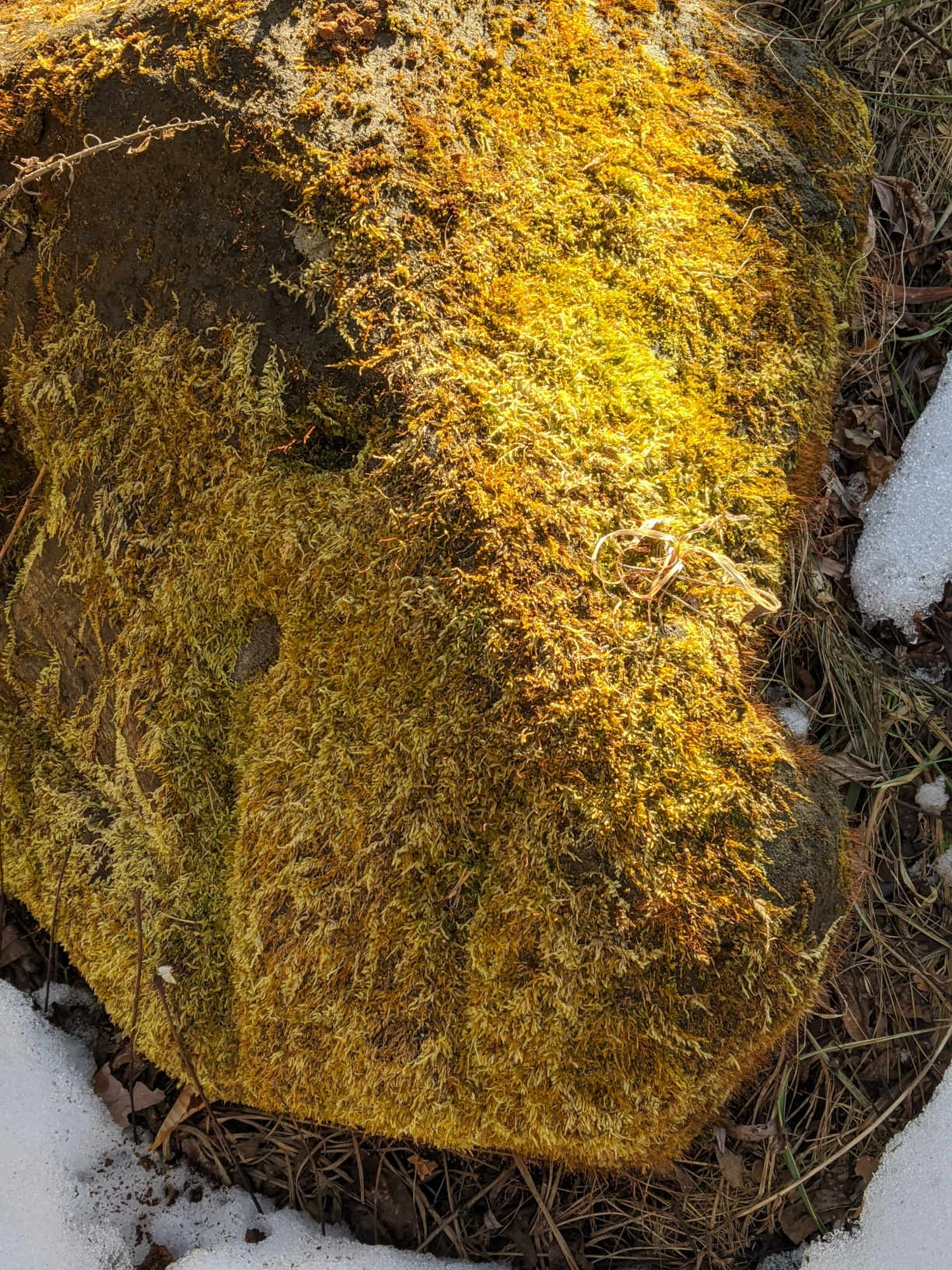 rock-moss2-mar20