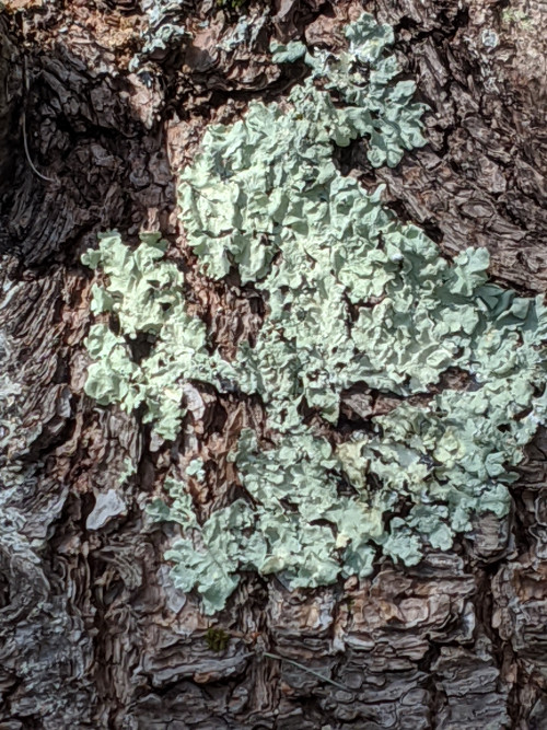 lichen4-20