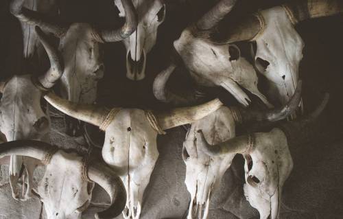 cattle skulls